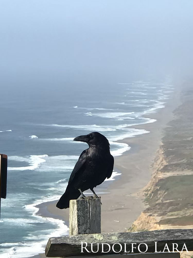 A black bird sitting on post and waves breaking on a sandy beach.