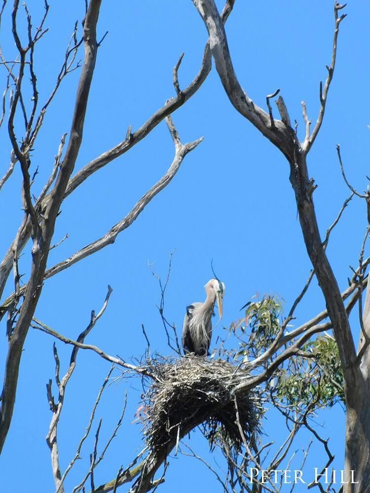 Great blue heron in a nest atop a tree.