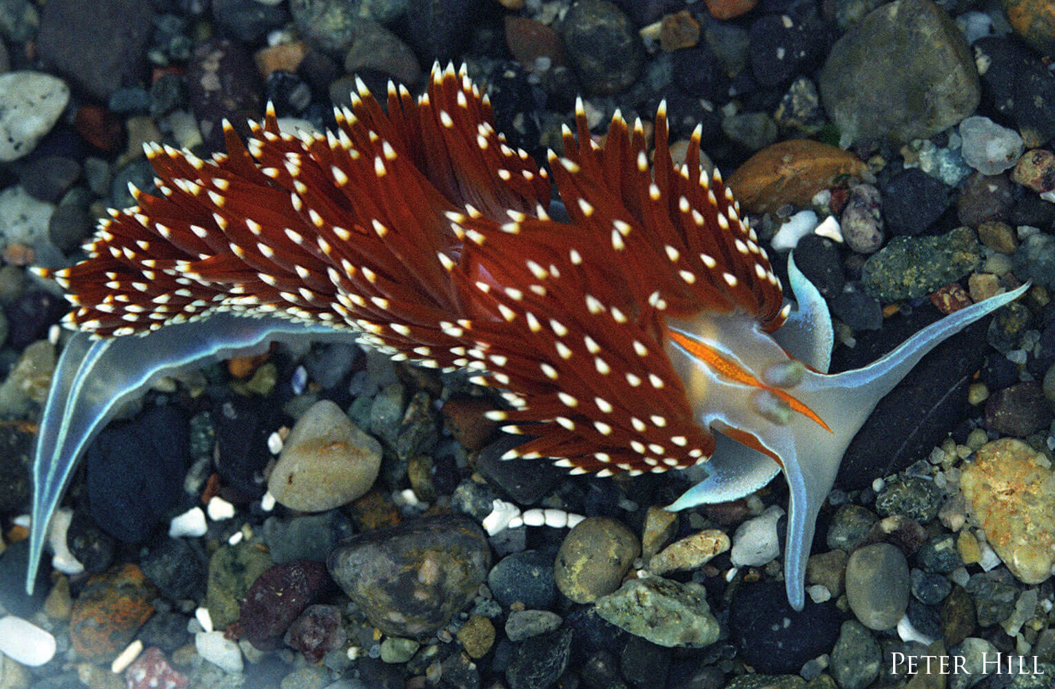 Red and white Nudibranch swimming across a rock bed.