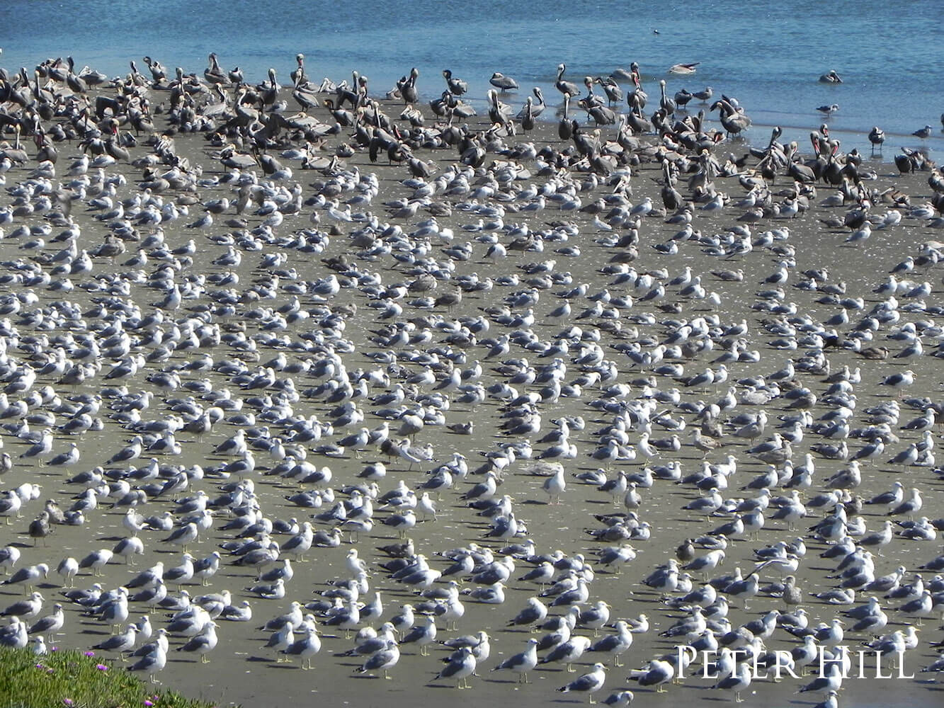 A beach filled with seagulls and pelicans.