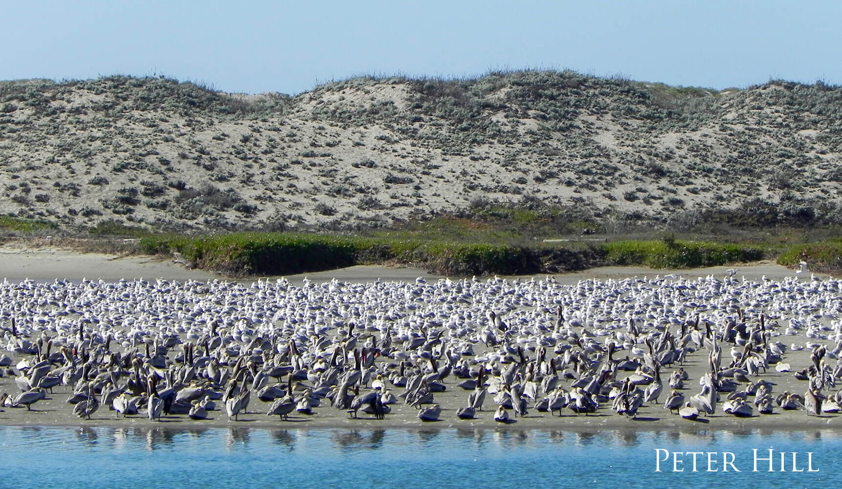 A hill behind a beach full of seagulls and pelicans.