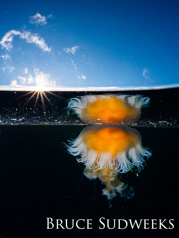 Fried egg Jellyfish floating near the surface. 