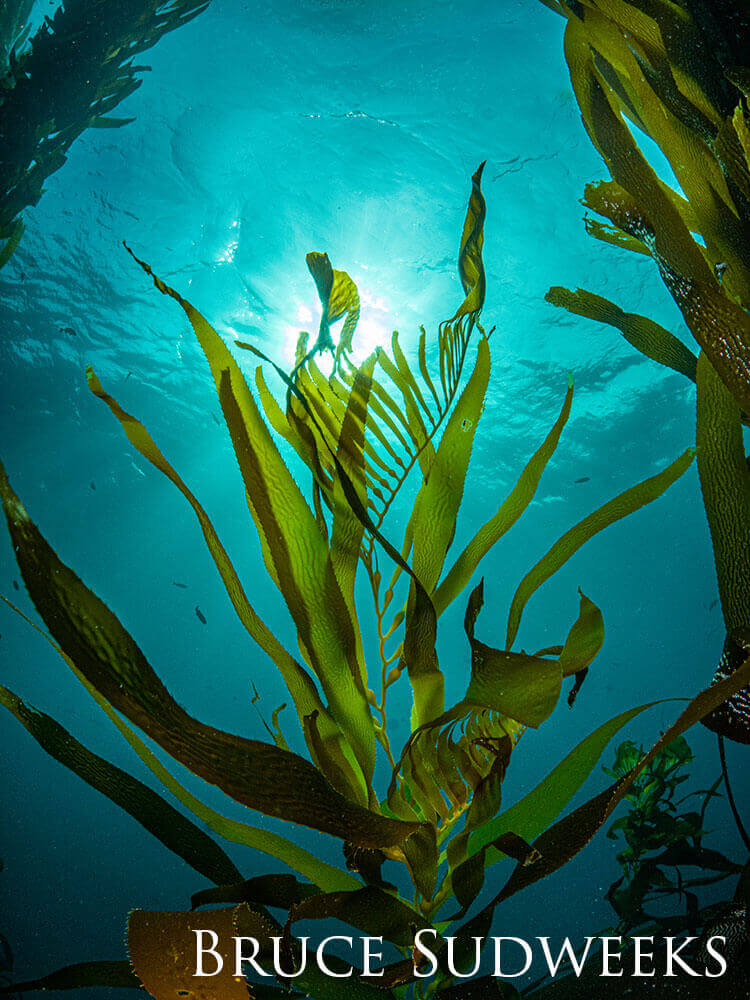 A piece of seaweed floating underwater.