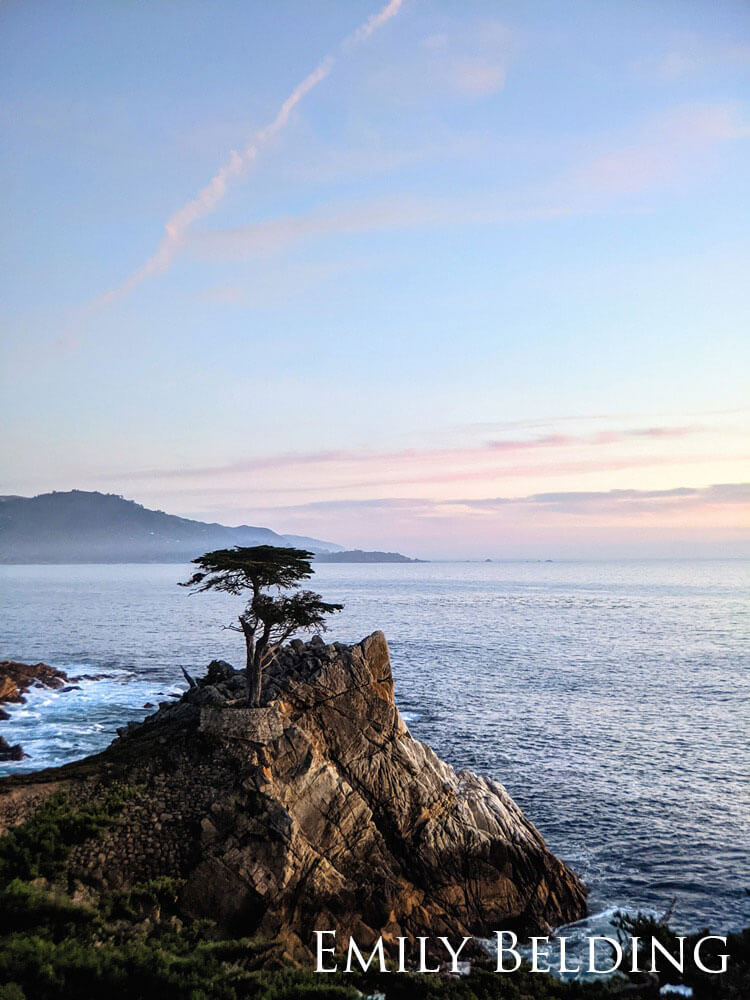 Tree growing out of a rocky cliff in the ocean.