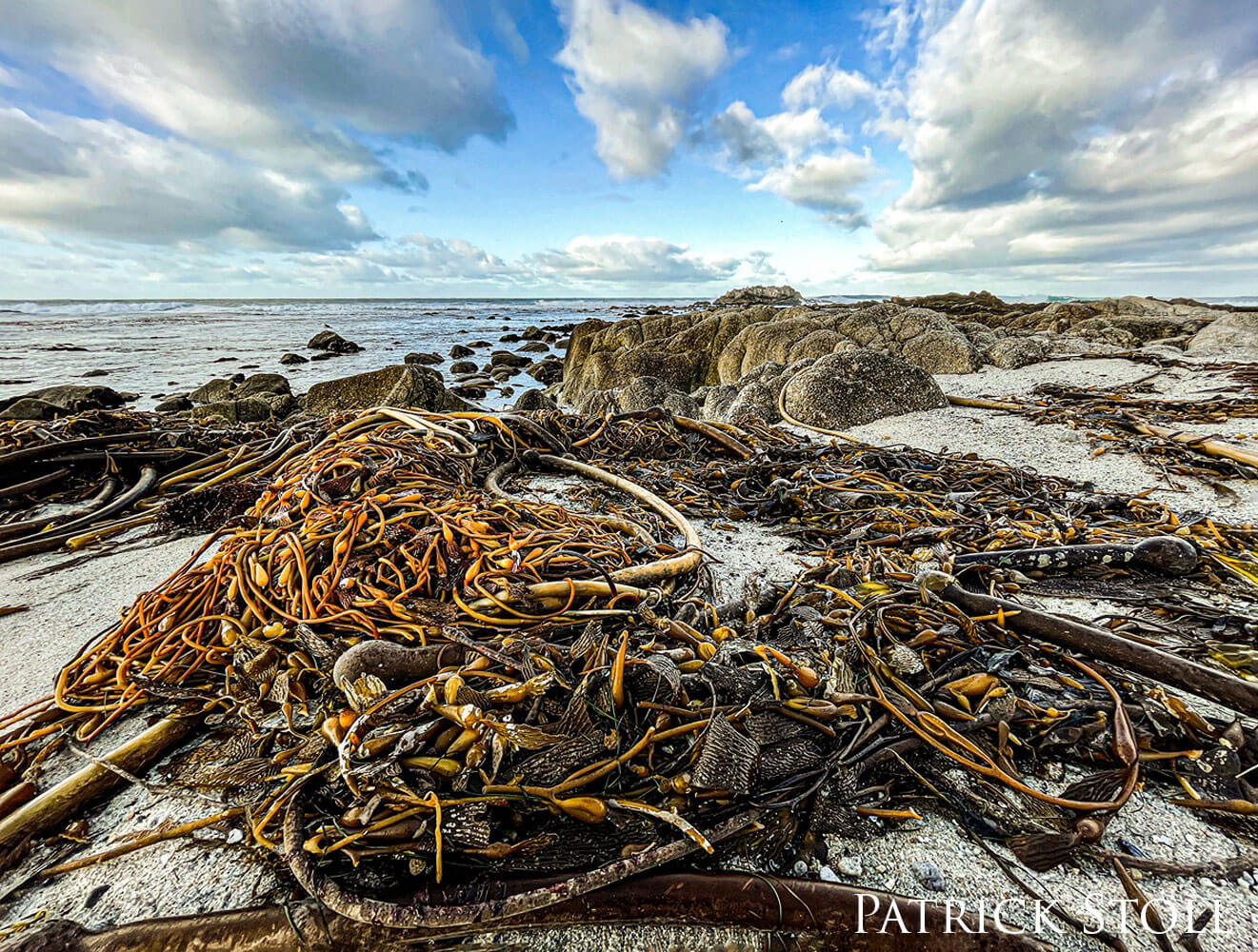 Kelp on a sandy beach.
