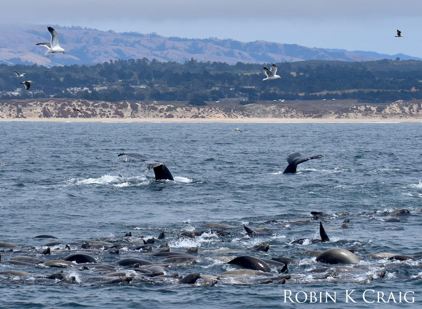 Two whale tails sticking out of the water and a pod of dolphins.