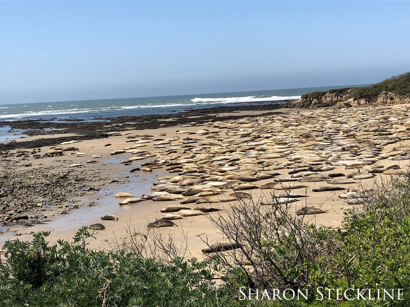 Seals cover a sandy beach.