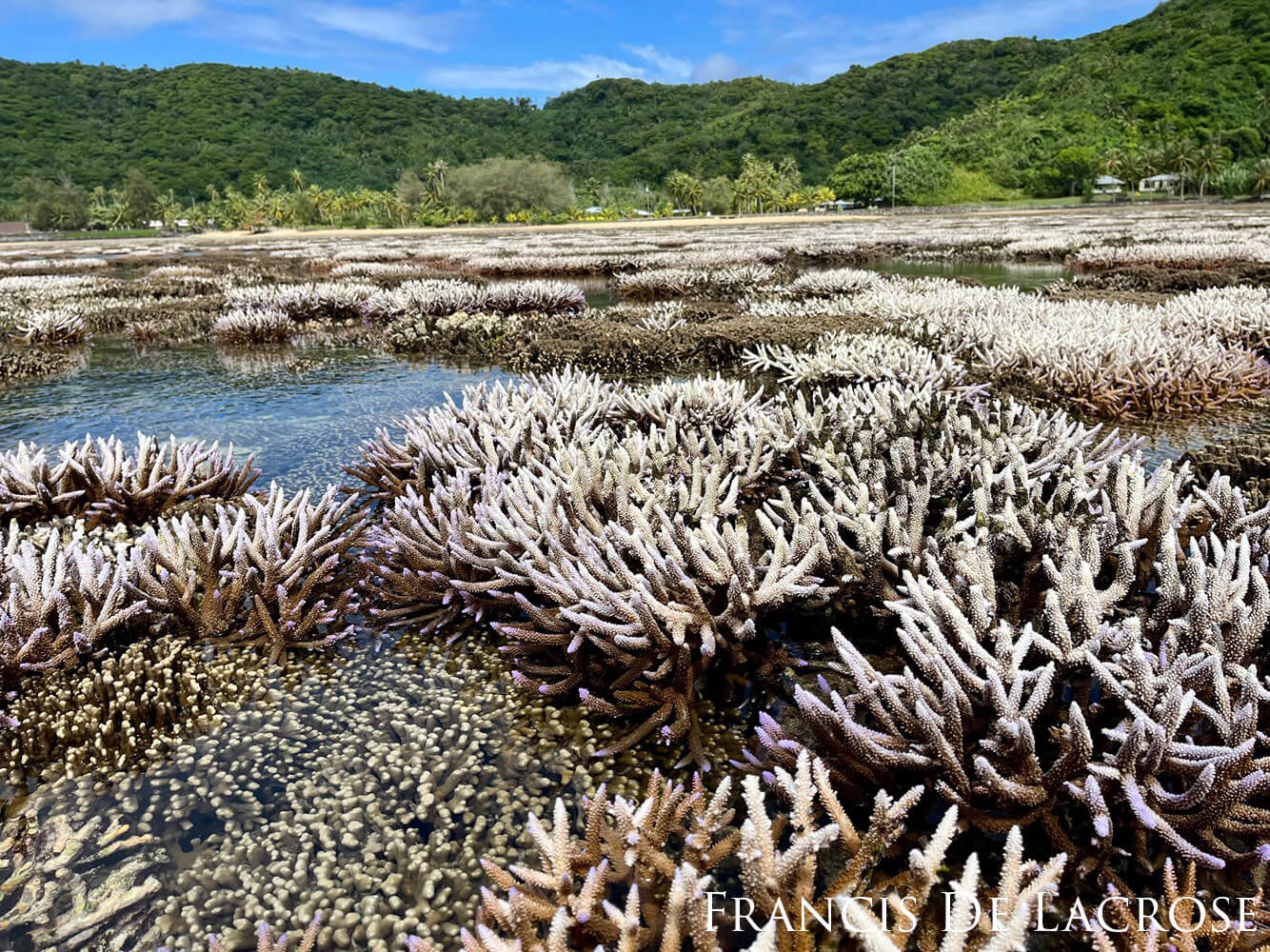 Coral reef exposed by low tide.