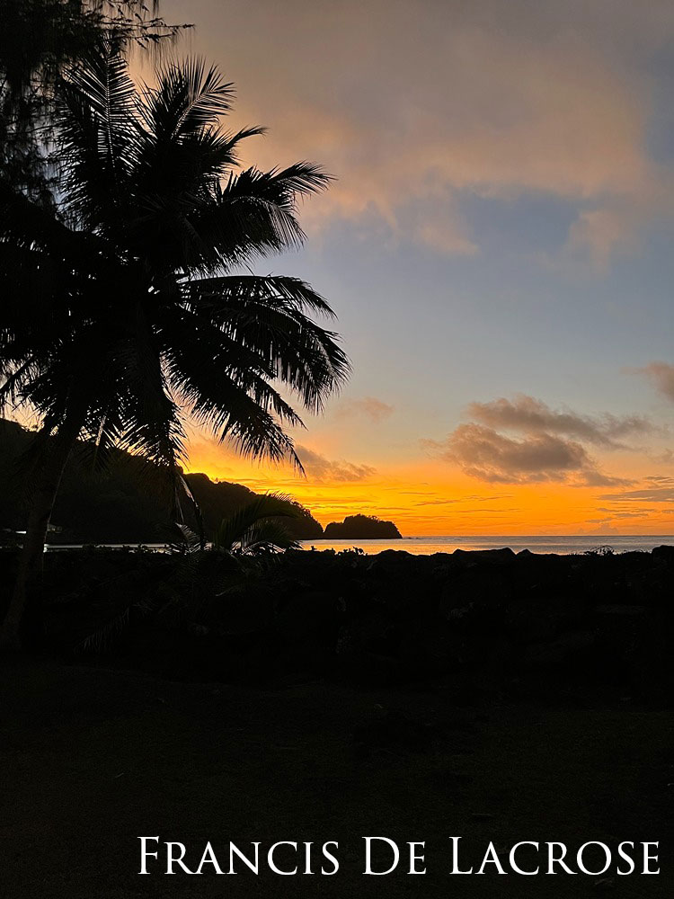 Palm tree silhouette on coastline at sunset.