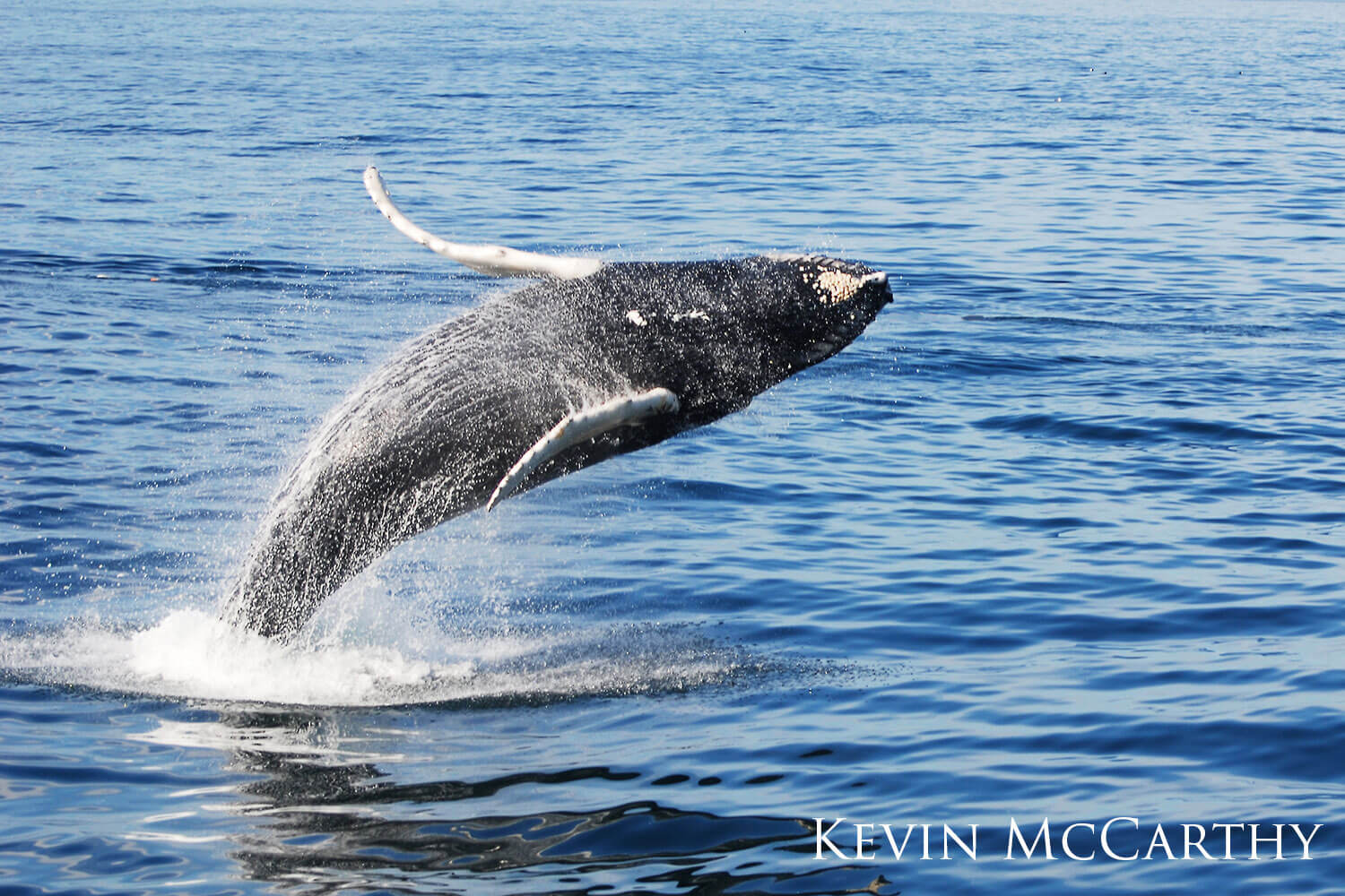 Humpback whale breaching the surface of the water.