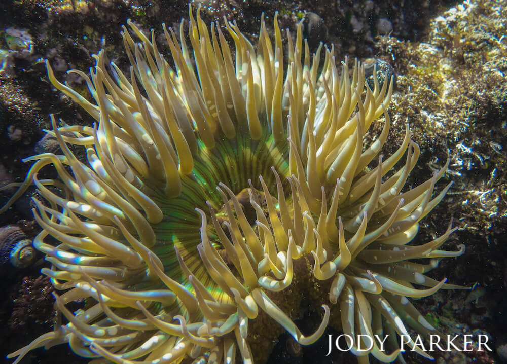 Green anemone ebbing with the water, a bluish-green light overcasting its features.