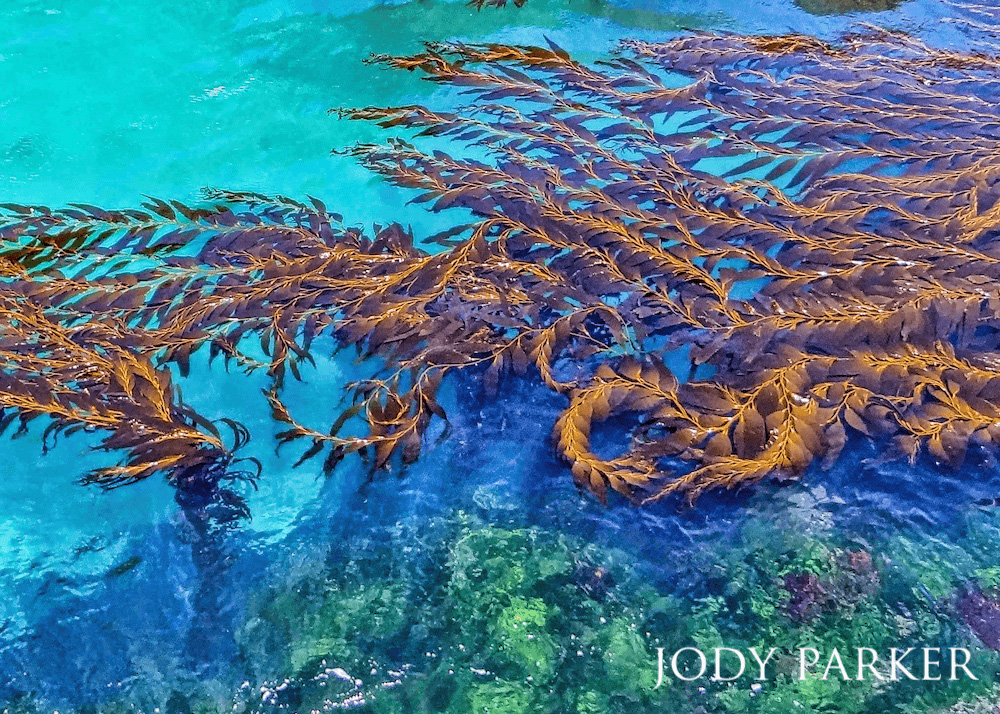 Brown seaweed splayed over the vibrant blues and greens of the ocean.