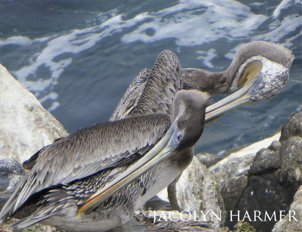 Two California brown pelicans preening on some rocks.