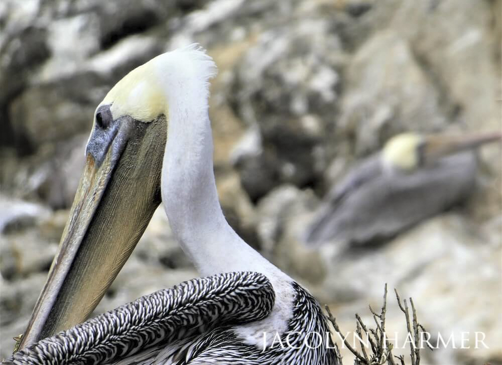 Close up of a California brown pelican preening against a rocky backdrop.