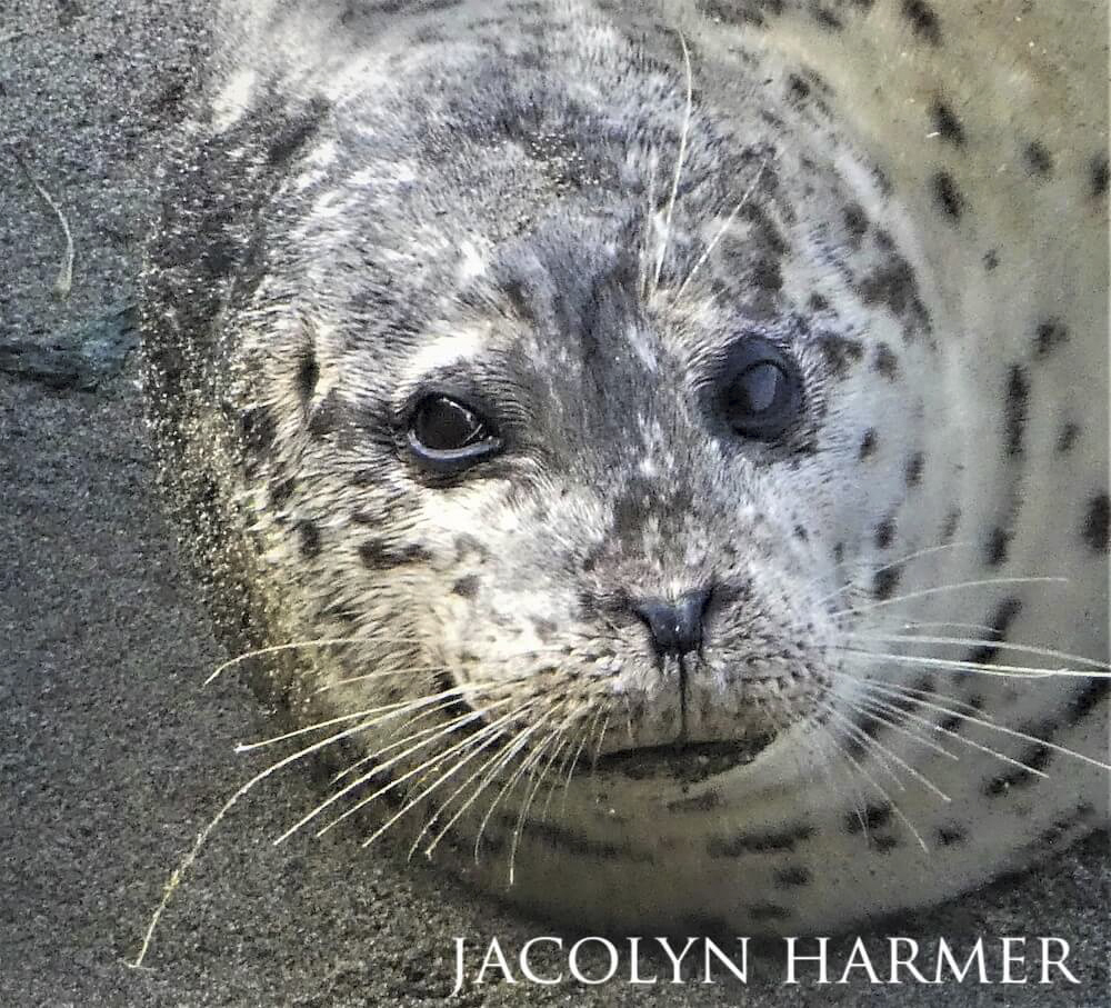 Harbor seal staring straight ahead, its dark brown eyes almost half-closed.