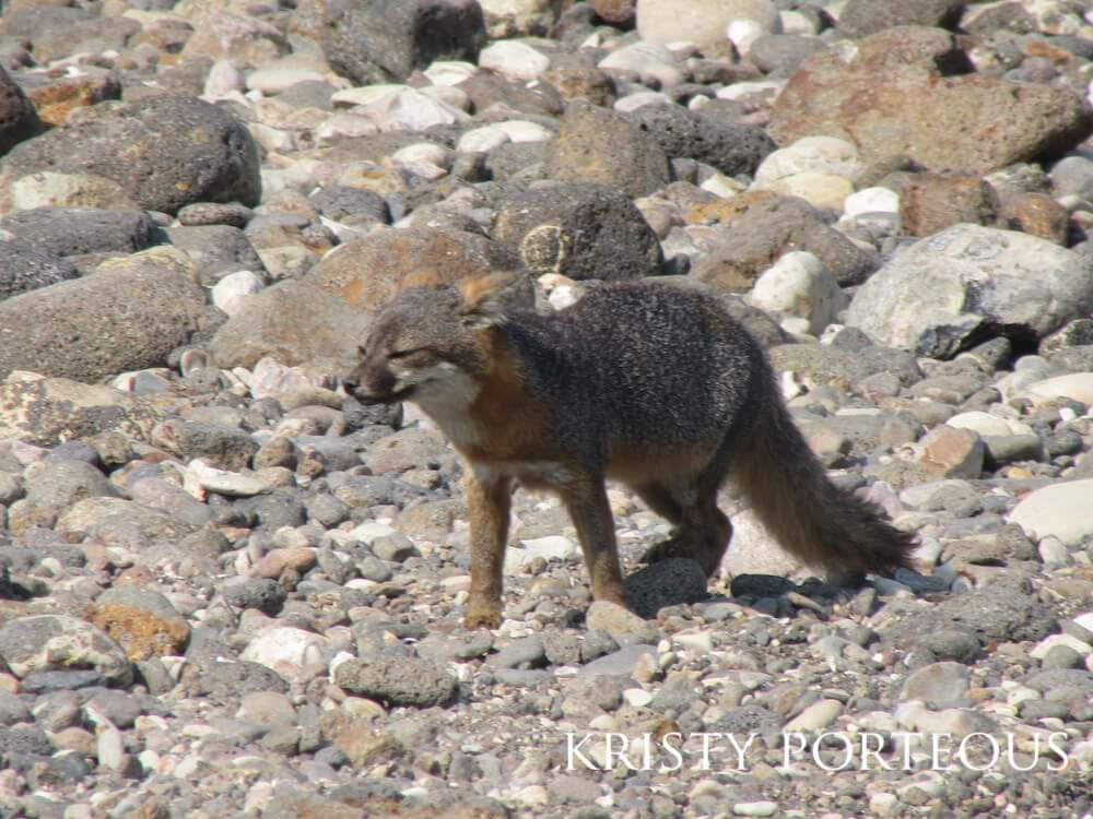 Squinting fox walking along rocky terrain.