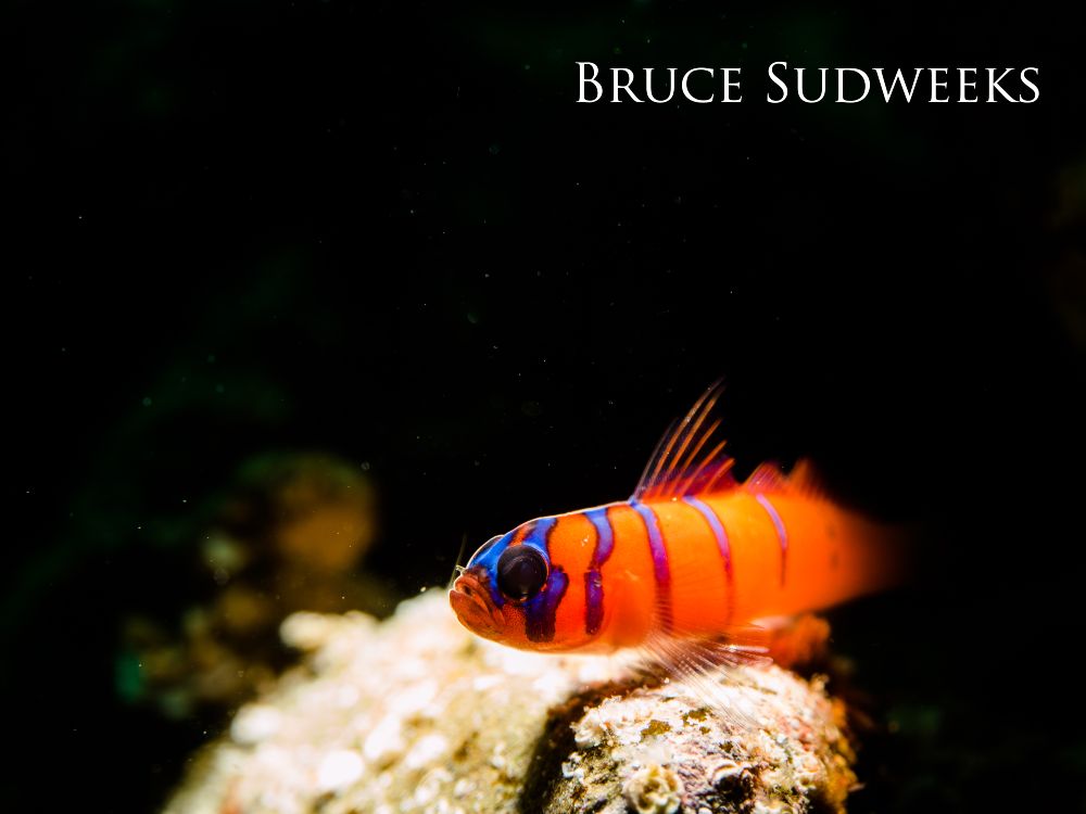 A Blue banded goby (Lythrypnus dalli) perches on rocks in Channel Islands National Marine Sanctuary.