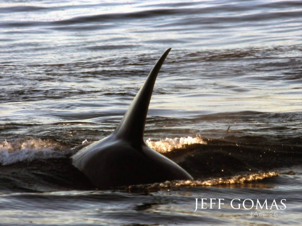 Orca's dorsal fin jutting out of shadowy waters, contrasting with the surrounding water's soft evening glow.