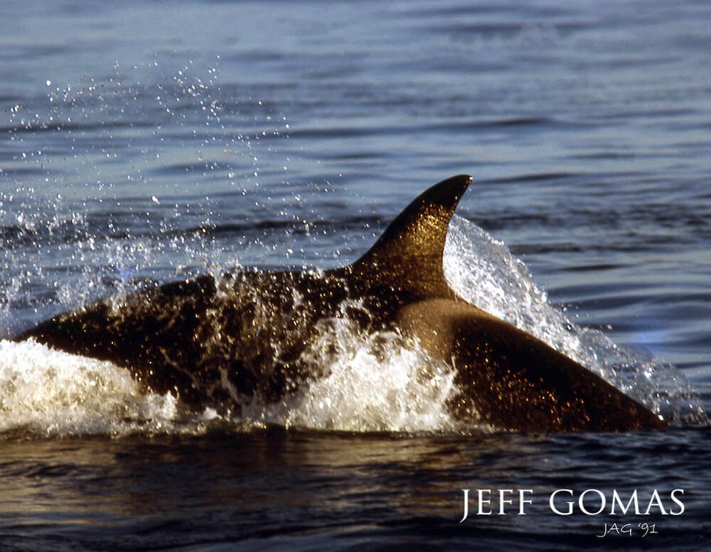 Orca's dorsal fin breaching the surface, dragging a veil of sunlight-saturated water behind it.