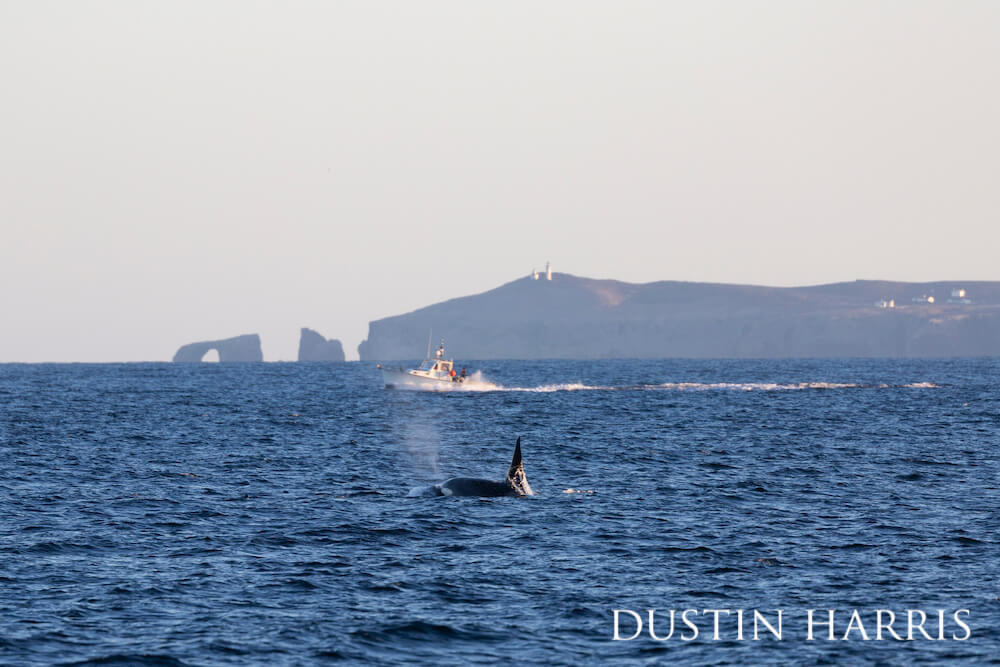 Anacapa Island arch and lighhouse watches an orca breaching the surface and a commercial fishing boat chugging by.