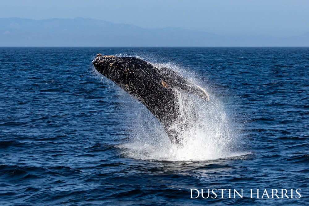 Humpback whale flipping out of the water with droplets and sprays cocooning its majestic form.