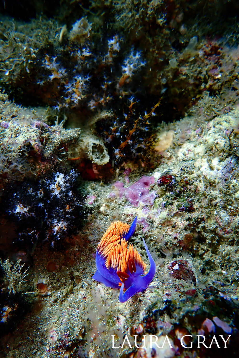 A Spanish shawl nudibranch on rocks and corals.
