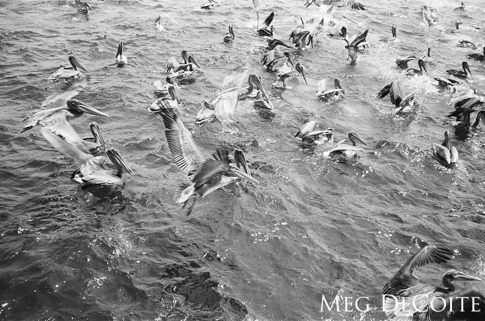 Black and white shot of California brown pelicans diving in a feeding frenzy.
