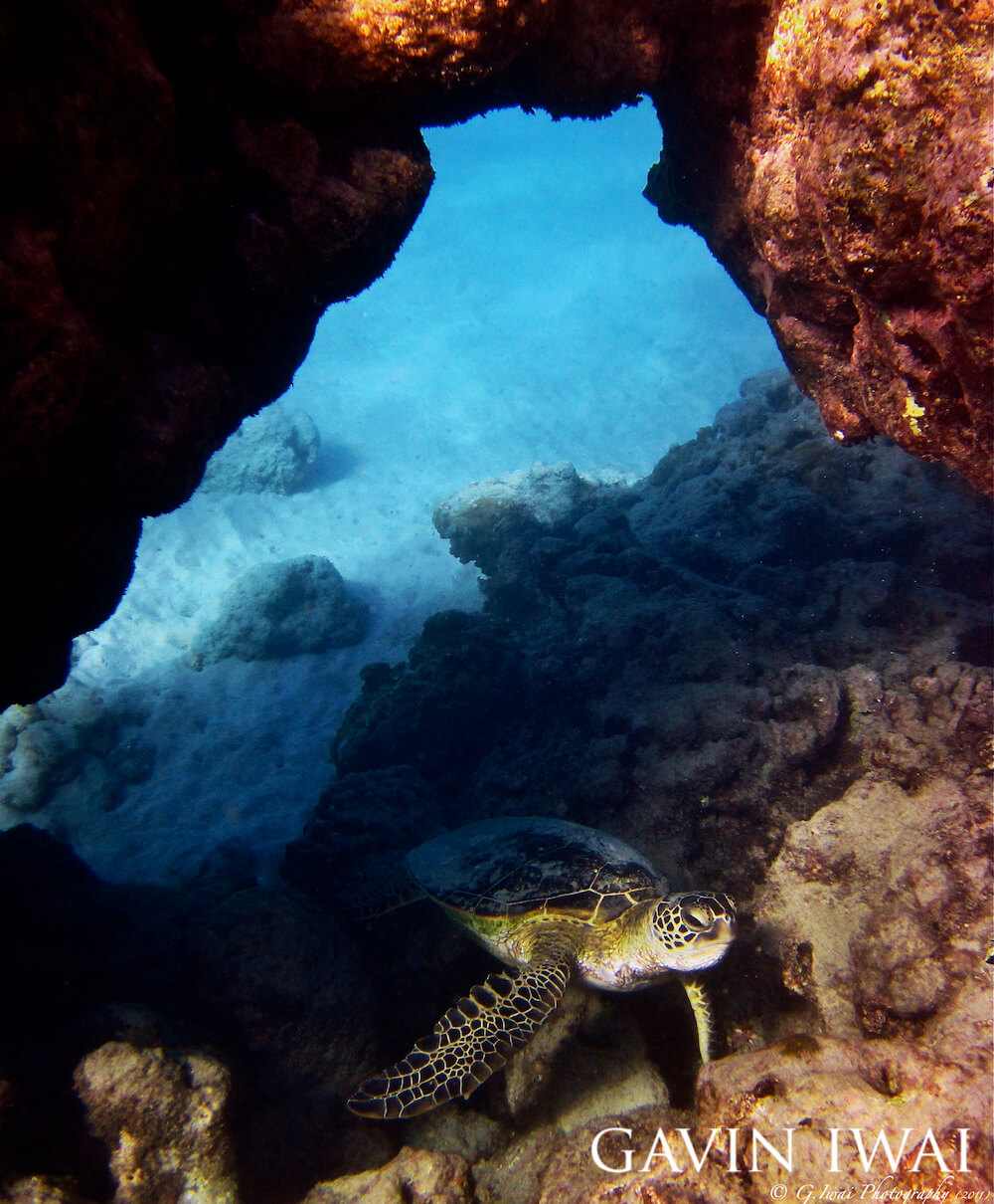 Green sea turtle cruising out of an arch-like structure.