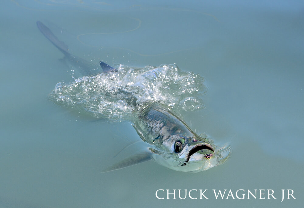 Angled view of shiny tarpon surfacing baby blue waters for air.
