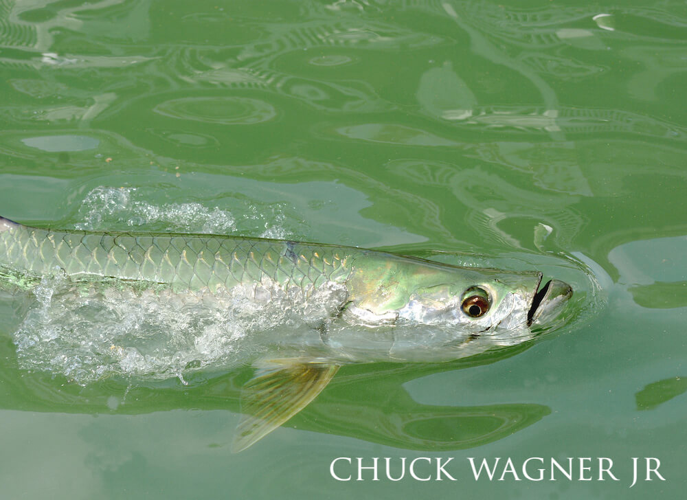 Side profile of tarpon surfacing green waters gasping for air.