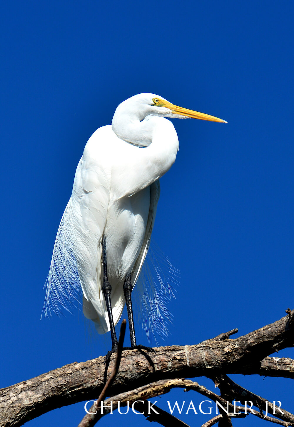 White egret perched on branch against a clear blue sky.
