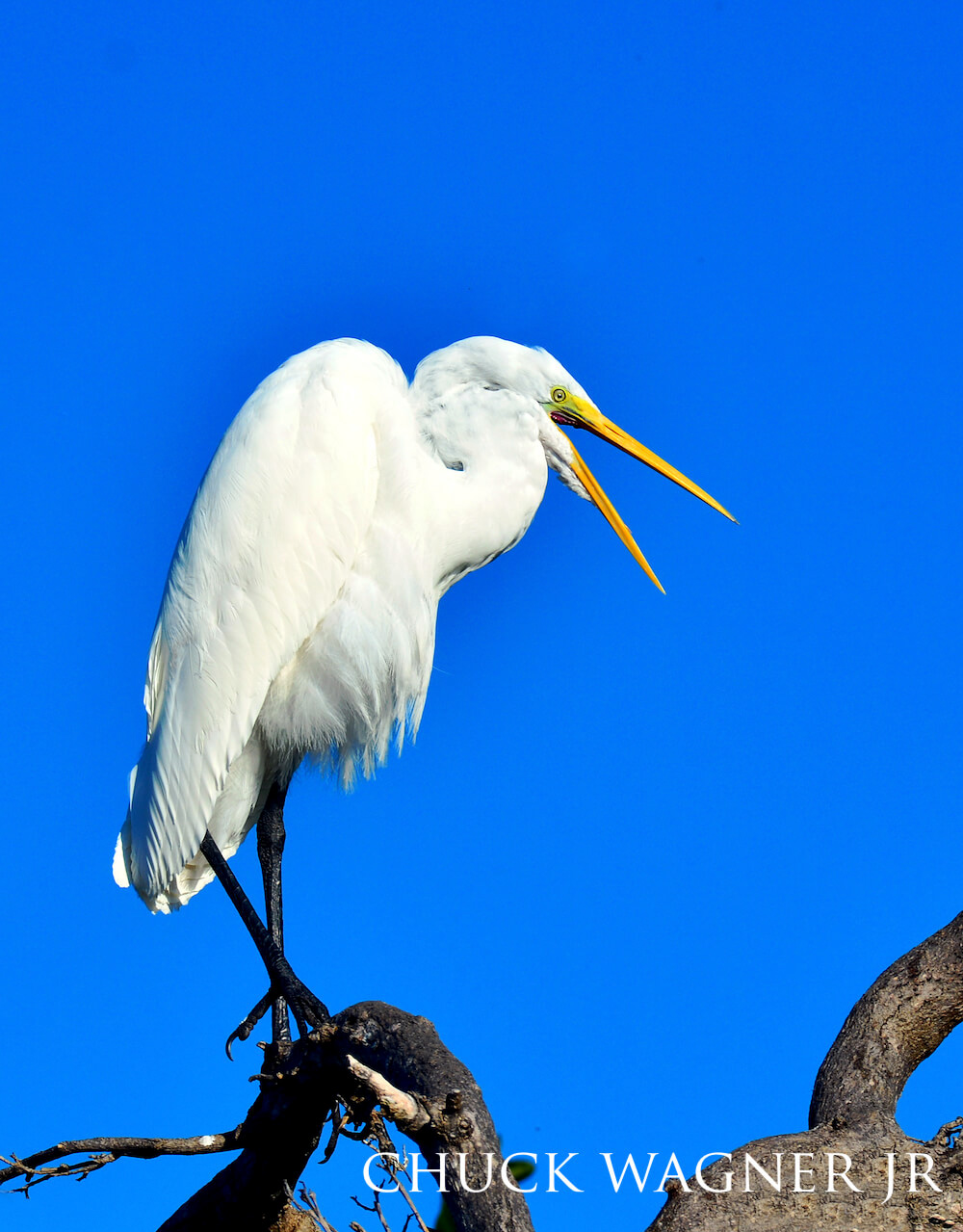 White egret perched on a branch, mouth agape, against a clear blue sky.