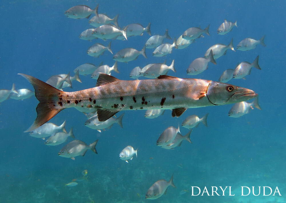 A great barracuda outlined by glimmering sunlight, against a backdrop of Bermuda and Brassy Chubs.