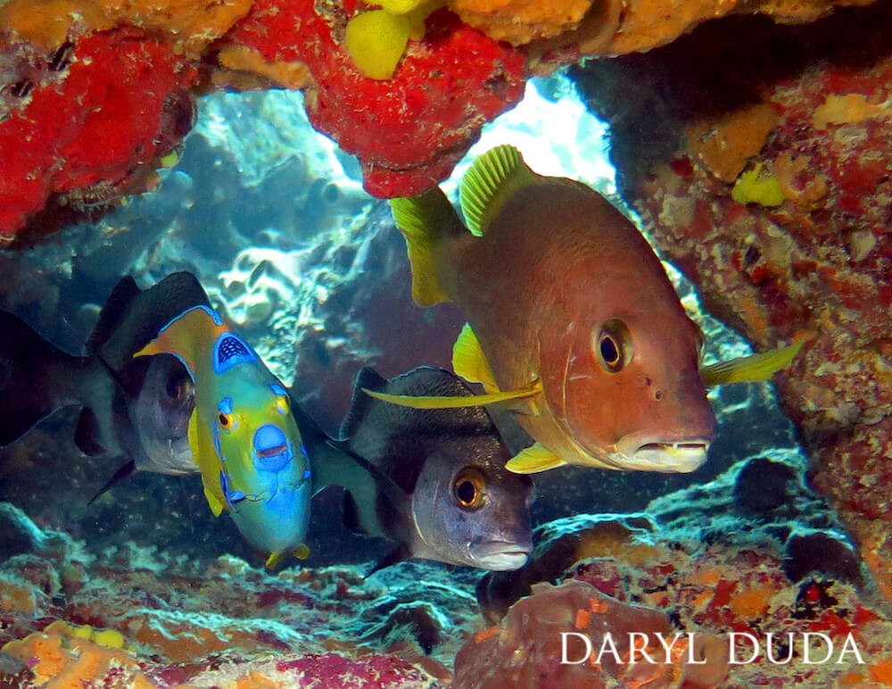 Black margate grunts, a schoolmaster snapper, and a queen angelfish passing through a reddish-orange coral crevice.