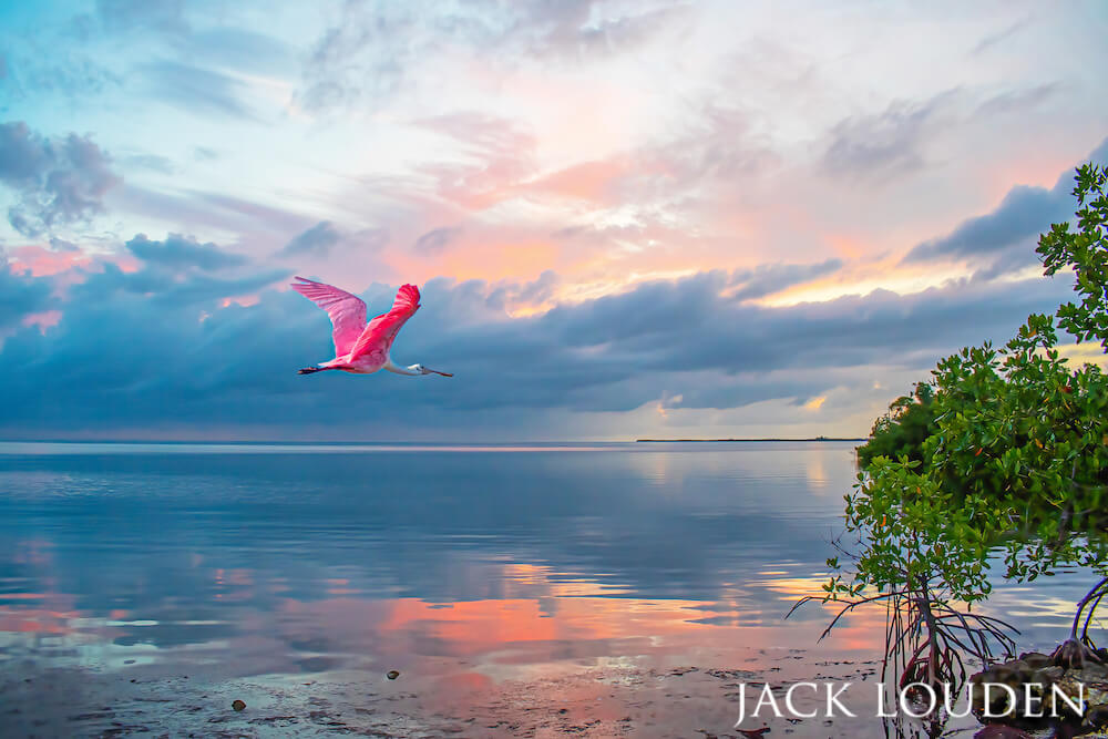 Spoonbill gliding through a scenic sunset with the water reflecting the sky's cotton candy-like hues.