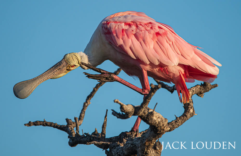 Spoonbill perched atop a leafless branch, scratching its head with its foot.