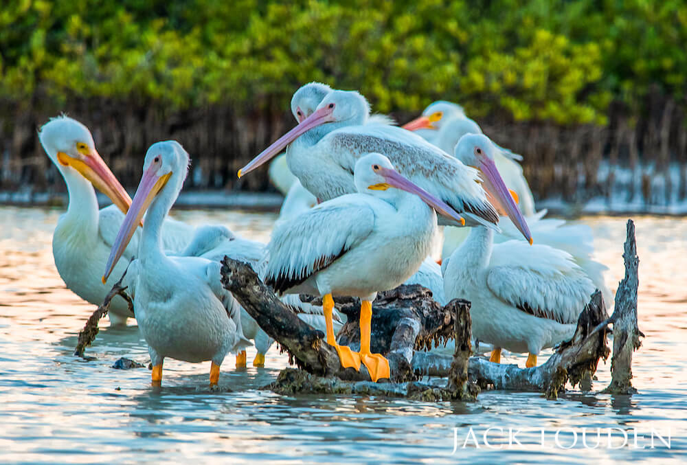 Pelicans huddled together by a pile of sunken driftwood.