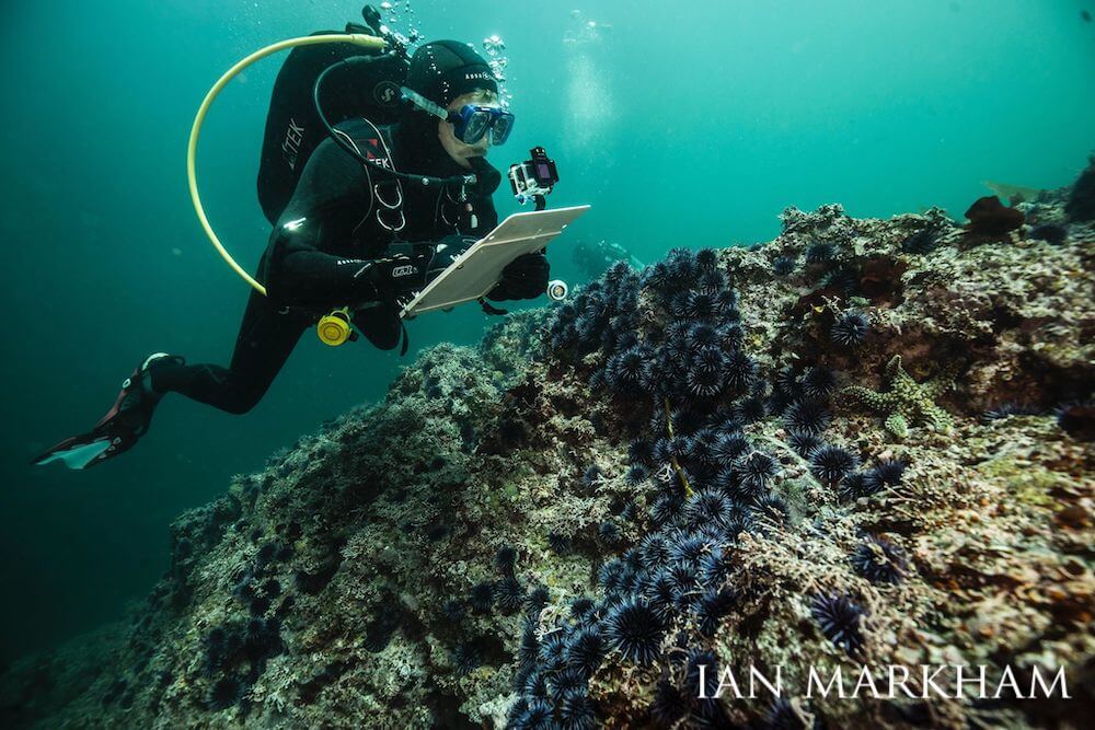 Scuba diver taking note of a colony of urchins collecting on a rock's surface.