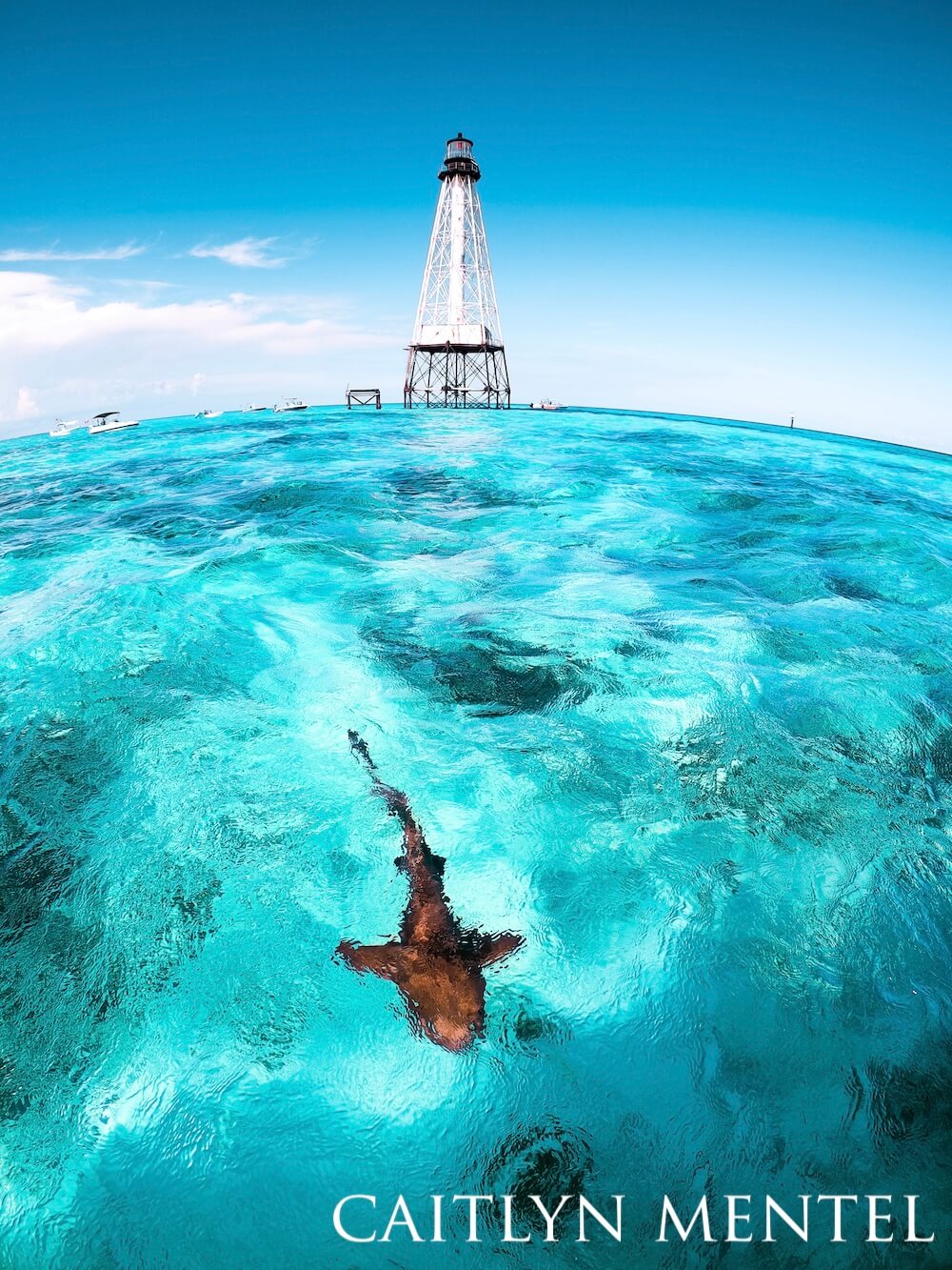 Nurse shark swimming under swirly cerulean waters with a white lighthouse in the distance.