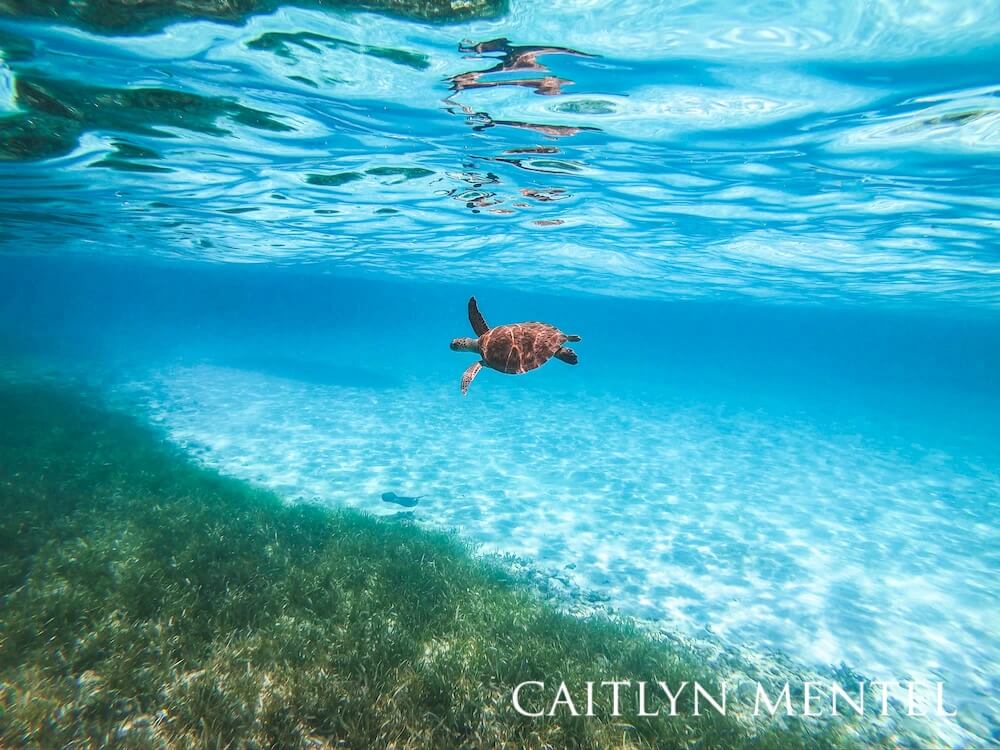Sea turtle swimming along the border between seagrass and sand.