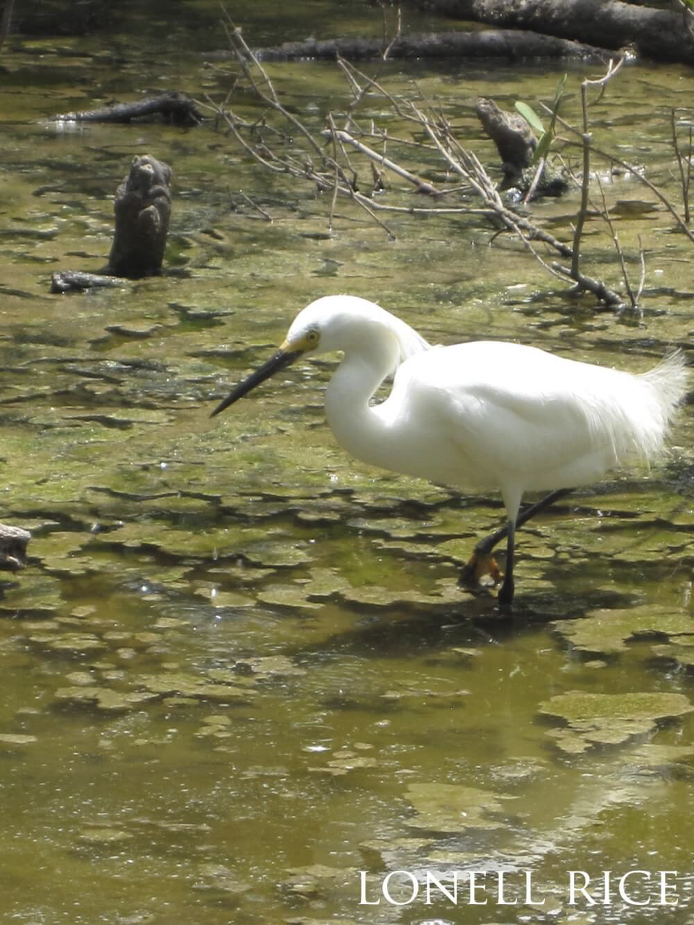 Snowy egret slowly wading through swampy waters.