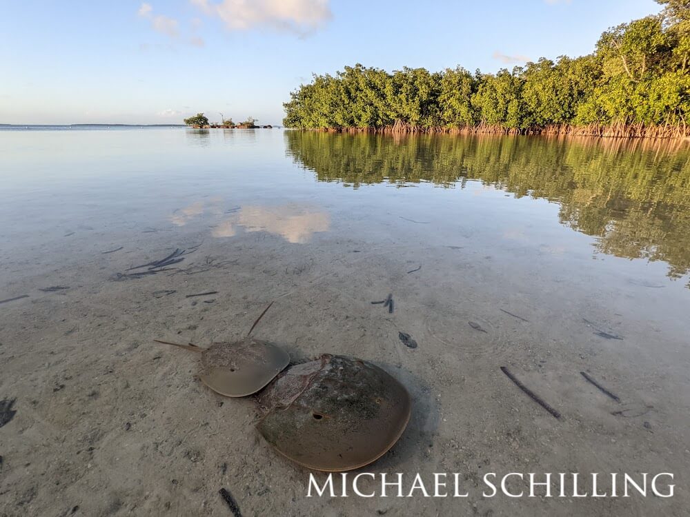 Horseshoe crabs mating in clear waters near a mangrove forest.