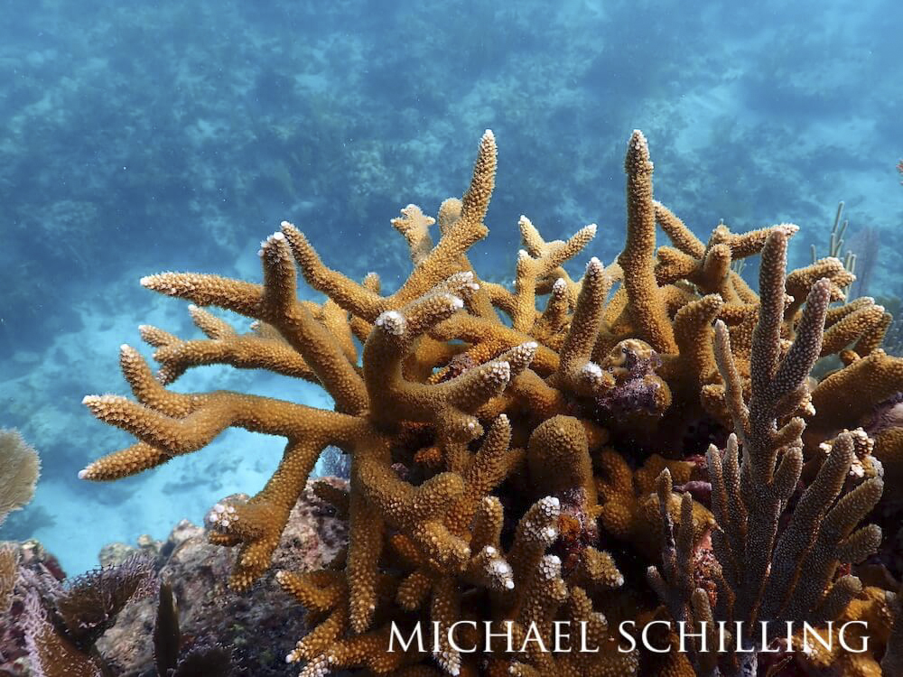 Orange staghorn coral against an azure background.