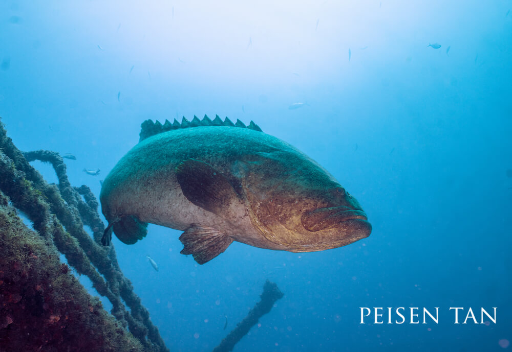 Goliath grouper swimming about a structure akin to a sunken ship.
