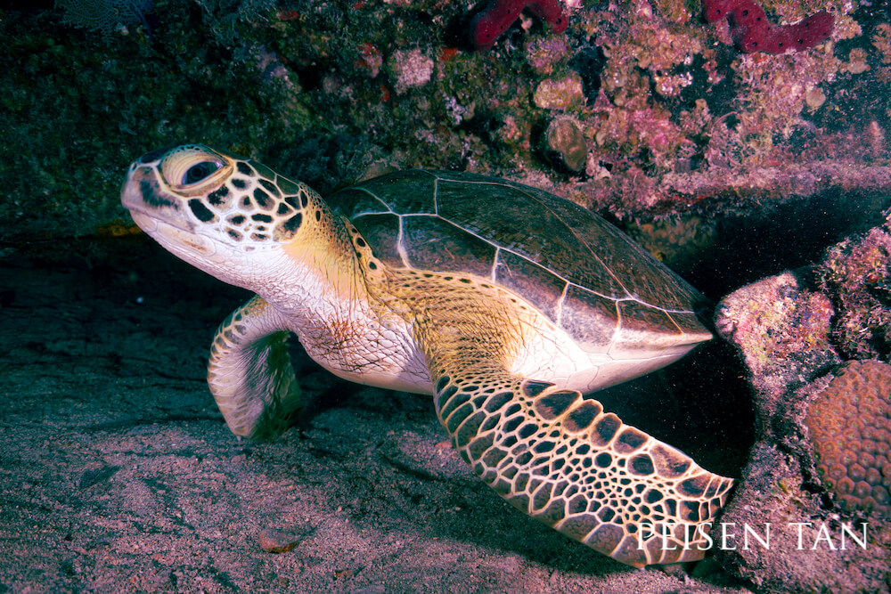 Green sea turtle suspiciously eyeing the world outside its coral crevice.