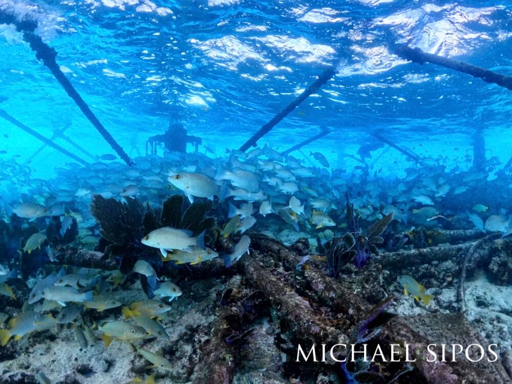 Schools of mangrove and schoolmaster snappers together with bluestriped grunts swim about a sunken structure lost to time.