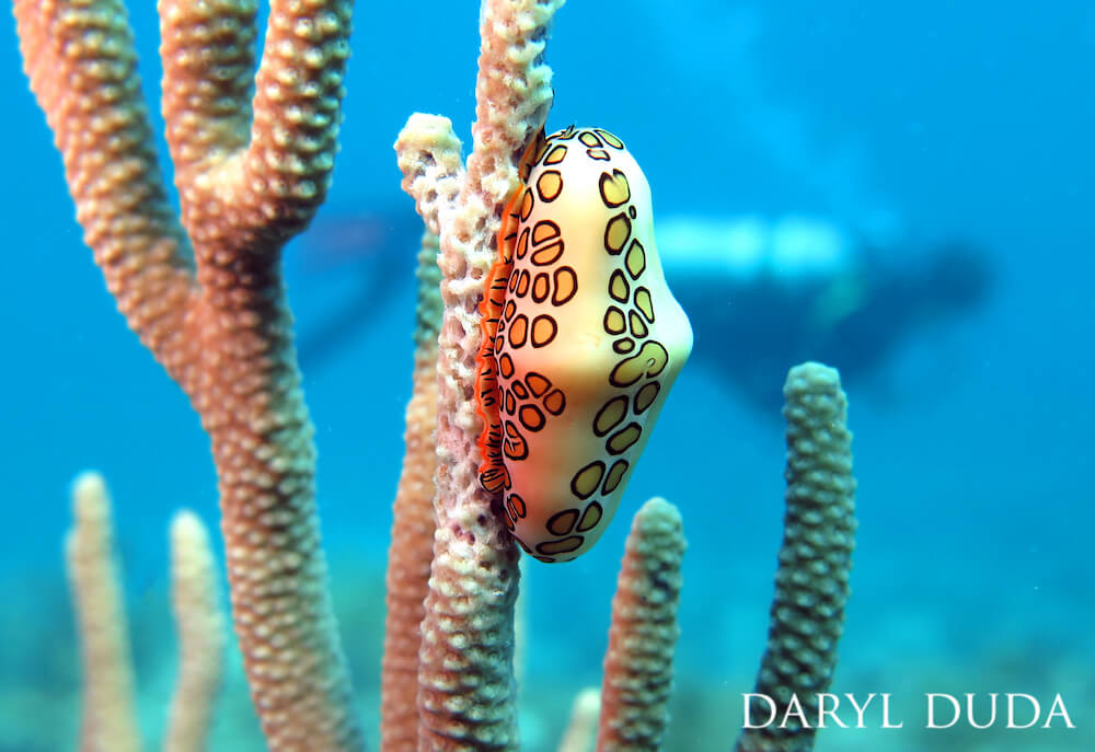 Flamingo tongue snail on a sea rod with a diver in the distance.