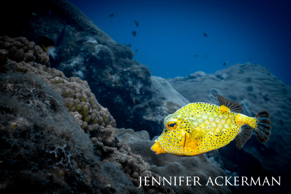 A golden trunkfish swimming among corals.