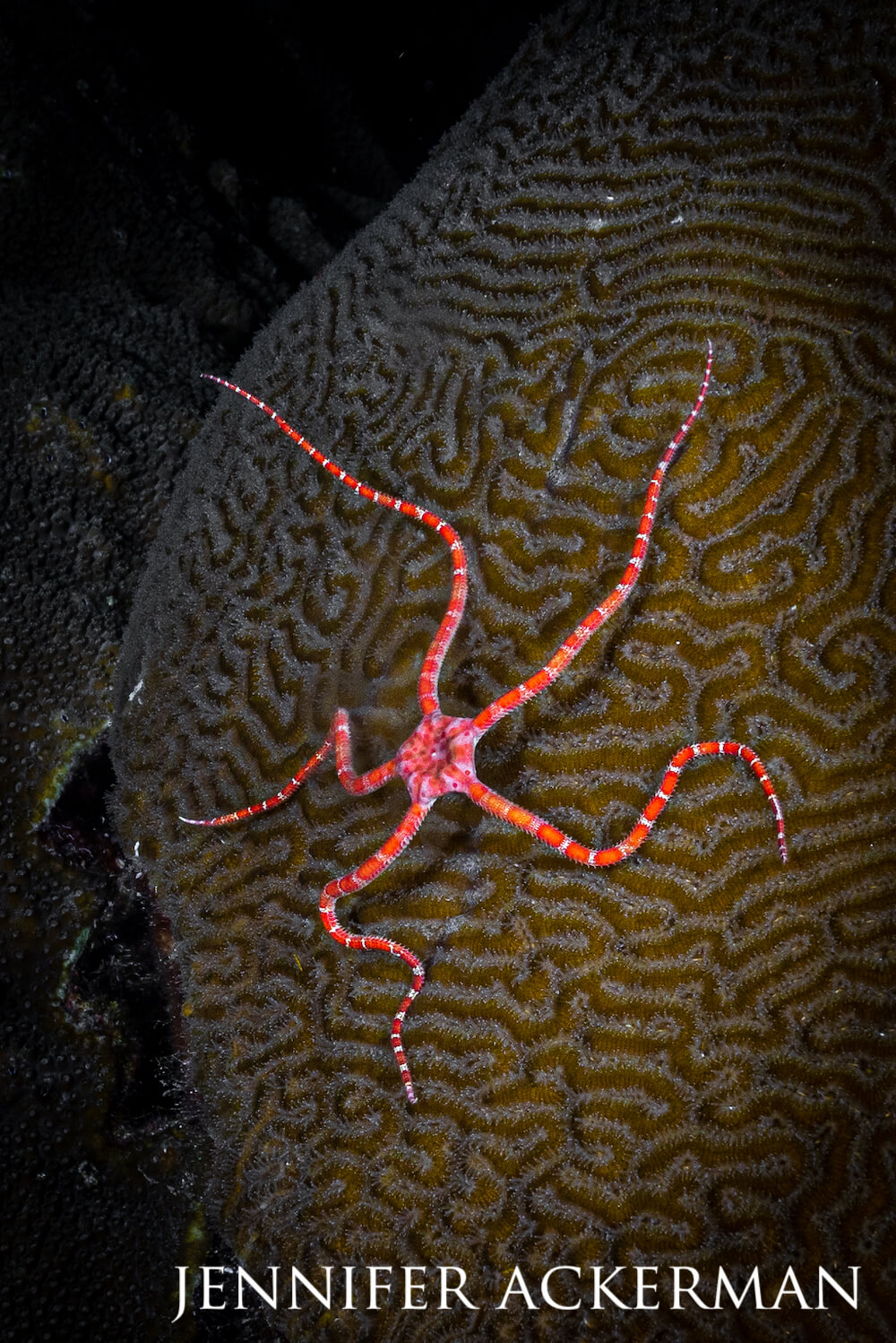 A ruby brittle star sprawled on a coral.