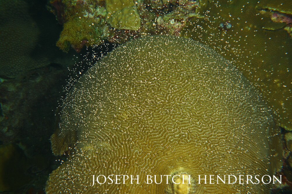 White and yellow flakes fluttering around a Brain Coral.
